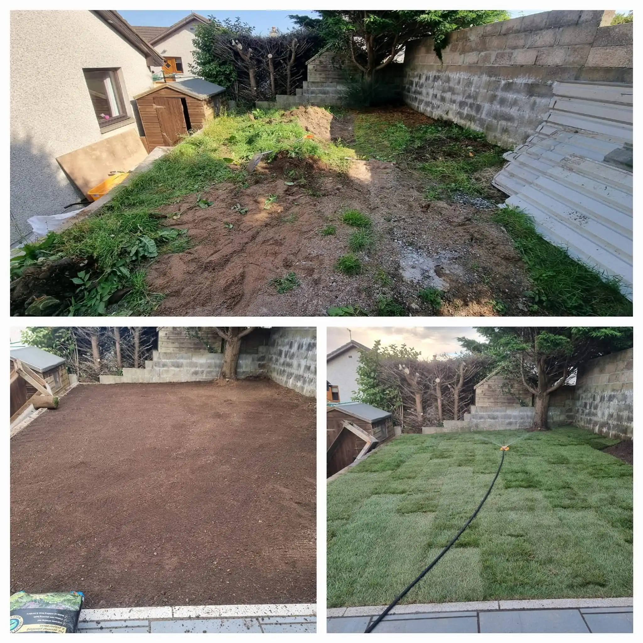 Turf Grass